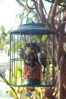Parus caeruleus - Blue Tits eating nuts from bird feeder in December