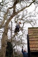 Tree surgeons with a chainsaw working on a Walnut tree