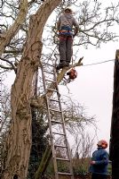 Tree surgeons with a chainsaw working on a Walnut tree