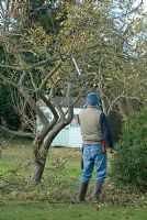 Pruning an apple tree with a long handled pruner, Malus 'Bramley' in November