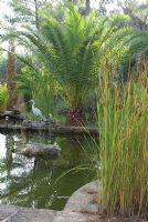 Cycas palm and Typha - Bullrushes in a mediterranean garden with a fish pond and a dummy heron in Mallorca, late August