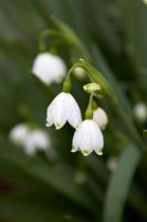 Leucojum aestivum subsp. aestivum 'Nancy Lindsay'. Spring Snowflake