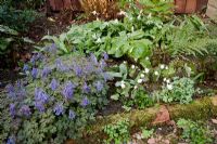 Woodland spring border tucked between greenhouse and potting shed, with mossy brick edging. Erythronium californicum 'White Beauty' (syn. Erythronium revolutum 'White Beauty') with Corydalis flexuosa 'Purple Leaf' and Sanguinaria canadensis f. multiplex 'Plena'.
