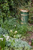 Woodland spring border with chimney pot containing Hedera helix - Ivy. Plants include Narcissus 'Tracey', Erythronium 'Joanna' and Dicentra cucullaria