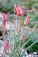 Tulipa clusiana var. chrysantha 'Tinka' AGM, flowers closed
