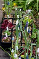 Alpine seedlings in pots with gravel mulch. Including Muscari neglectum, Bellevalia pycnantha (syn. B. paradoxa), Muscari muscarimi, Sempervivum and miniature Narcissus 'Hawera'