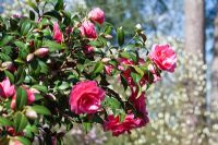 Camellia x williamsii 'George Blandford'