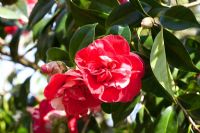 Camellia japonica 'Masayoshi'