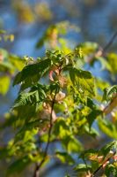 Acer tschonoskii subsp. koreanum - New spring foliage