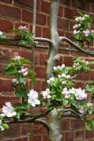 Malus domestica 'Howgate Wonder' - Espalier trained apple tree at RHS Wisley