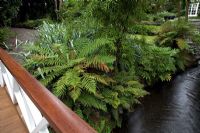 A bridge spans the Waimairi stream in Christchurch, New Zealand, with silver Astelias, Fatsias and Cyathea - New Zealand native tree ferns beneath a Kowhai tree