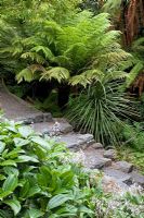 Natural stone steps are flanked on the left by Viburnum davidii and native Arthropodium cirratum - Renga Lilies. Tree ferns and Cordyline australis - Cabbage Palm in the background. Christchurch, New Zealand