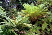 Cyathea medullaris - Tree Ferns. Christchurch, New Zealand