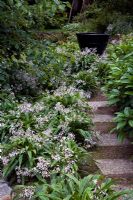 Natural stone steps are flanked on the left by native Arthropodium cirratum - Renga Lilies and Viburnum davidii on the right. Christchurch, New Zealand 