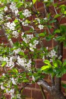 Prunus cerasus 'Morello' in blossom - Sour cherry fan trained against a brick wall at RHS Wisley