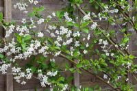 Prunus cerasus 'Nabella' in blossom - Sour cherry fan trained against a wooden fence at RHS Wisley