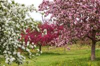 Crab apple blossom in spring including Malus pumila 'Dartmouth' and Malus x moerlandsii 'Liset' - RHS Wisley