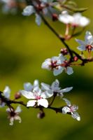 Prunus cerasifera 'Hessei' - Cherry Plum blossom