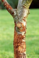 Rodent damage on Malus - Apple tree trunk