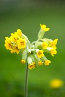 Primula veris - Cowslip flower