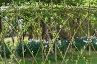 Salix - Living willow fence at Ryton Organic Garden centre, Warwickshire