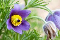 Pulsatilla vulgaris - Pasque flower 