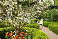 Malus domestica, tulips and clipped box hedging in formal country garden 