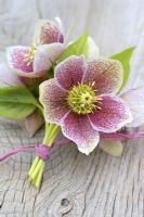 Helleborus - Posy of Hellebores tied with raffia on wooden surface