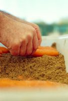 Storing Carrots in sand. Step 3 of 4