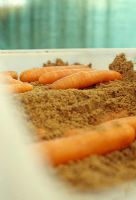 Storing Carrots in sand. Step 2 of 4