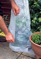 Winter protection. If conditions are overly cool or windy, wrap horticultural fleece around your Pea or Bean plants for a few days to prevent the wind damaging their leaves or stems.