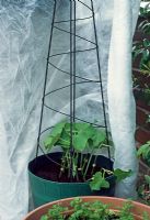 If conditions are overly cool or windy, wrap horticultural fleece around your pea or bean plants for a few days to prevent the wind damaging their leaves or stems