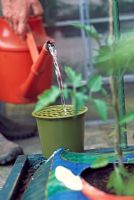 Vegetables in grow bags need feeding and watering regularly.  A watering aid inserted under the plastic and into the bag, will help you to water your plants quickly and effectively