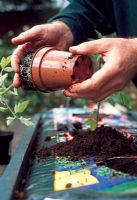Planting tomatoes - Remove enough compost to make a good sized planting hole in the grow bag, place each plant in the middle of the hole and firm gently in position