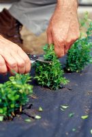 Planting a box hedge - After planting out the young plants, cut them back to about 15cm above ground level. This encourages bushy growth, so that you end up with a dense hedge