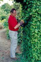 Hedge pruning - When cutting the hedge, start at the base and work your way upwards. The trimmings will fall away from the area you are working on.
