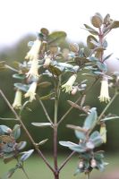 Correa backhouseana -  Backhouse Fuchsia, Australian Fuchsia. 