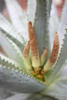 Aloe ferox - Cape Aloe.