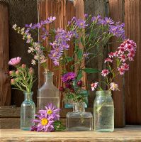 Asters in glass vases
