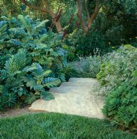 Steps into mediterranean style garden. Borders of Geranium, Melianthus - Honey Bush, Pelargonium and Sedum. Southern California