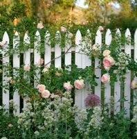 White picket fence with Roses, Centranthus ruber and Alliums. Northern California, USA