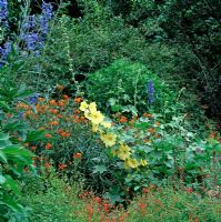 Colourful summer border of Alonsoa, Asclepias - Butterfly Milkweed, Delphinium and Althaea - Hollyhock. Northern California, USA