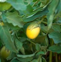 Solanum  - Yellow Aubergine