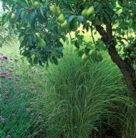 Pyrus - Pear Tree underplanted with Ornamental Grass and Verbena Bonariensis. Northern California, USA