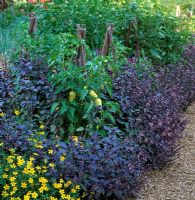 Vegetable Garden with Ocimum - Purple Basil and Capsicum - Peppers growing on cane supports. Northern California, USA