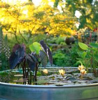 Trough with Colocasia - Elephant Ears and Nymphaea - Water Lilies