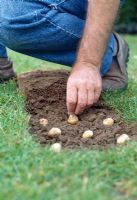 Planting bulbs into a lawn. Push the bulbs into the loose soil twisting them slightly until the tip of each is level with the soil surface and the base is fully in contact with the ground.
