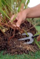 Dividing Crocosmia. Ease out rooted pieces from edge of the clump.