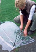 Lawn care, step 6. Covering a bare batch of grass with a square of polythene, pegged down. This will keep the area moist as well as protect the seed from birds and cats. 