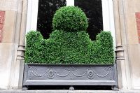Castellated Buxus Sempervirens - Box hedge in a window box